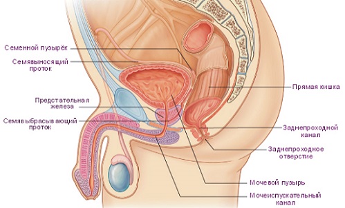 Предстательная железа