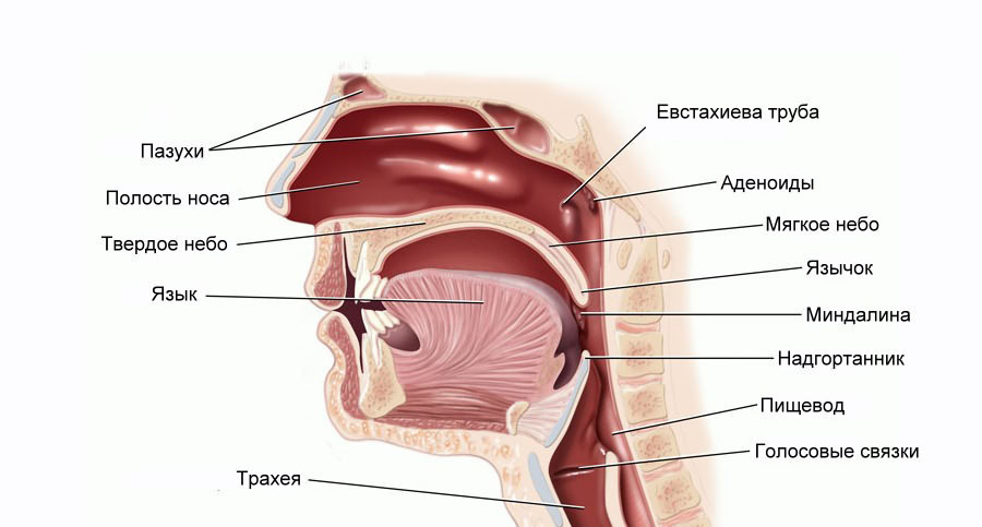 Расположение миндалин в организме человека
