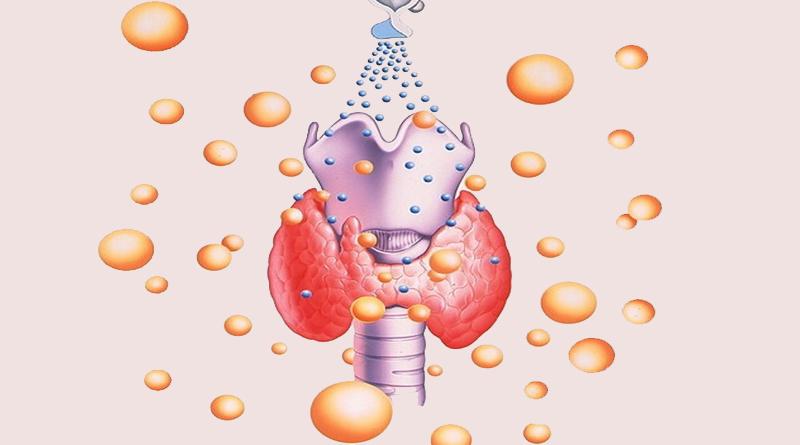 Щитовидная железа