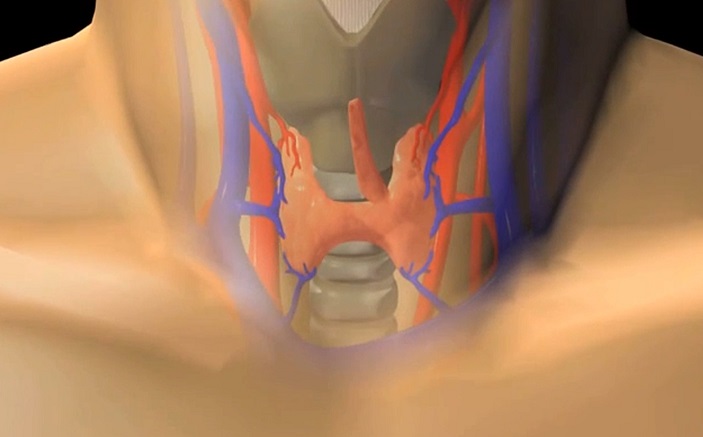 Щитовидная железа