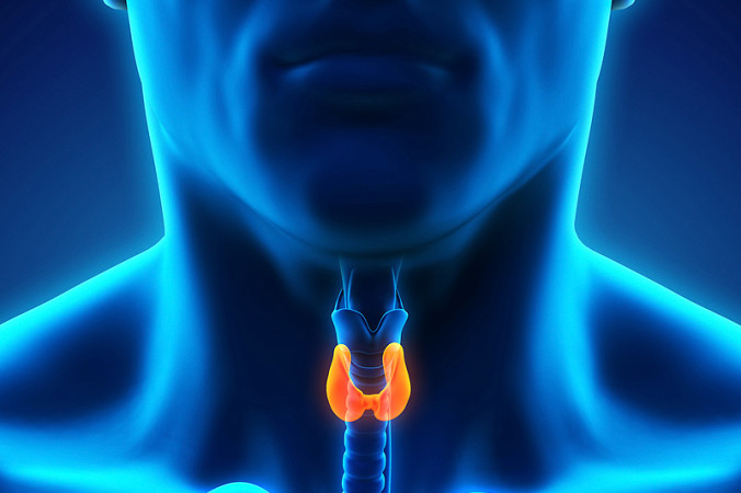 Щитовидная железа
