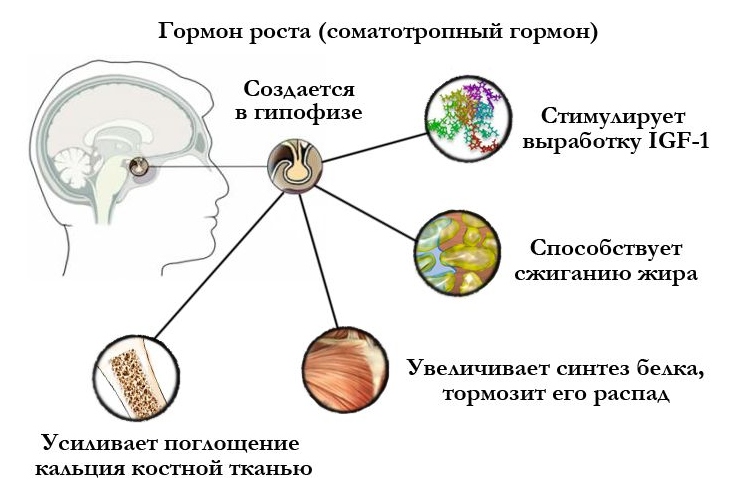 Соматотропин