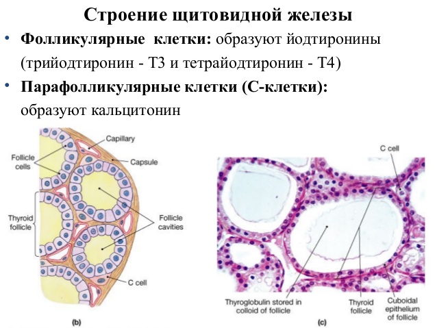 Строение щитовидной железы